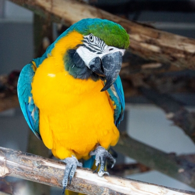 Ara bleu et jaune - De Zonnegloed - Refuge pour animaux